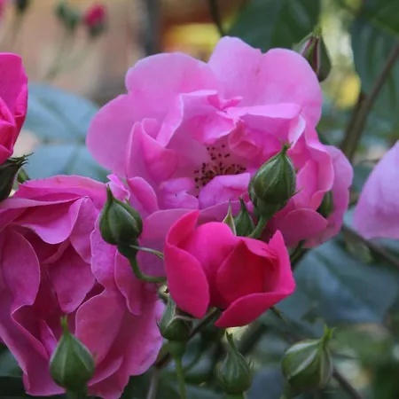 With Parking Space Lovran, Opatija - 2336 Daire